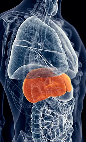 Hepatoburn_4